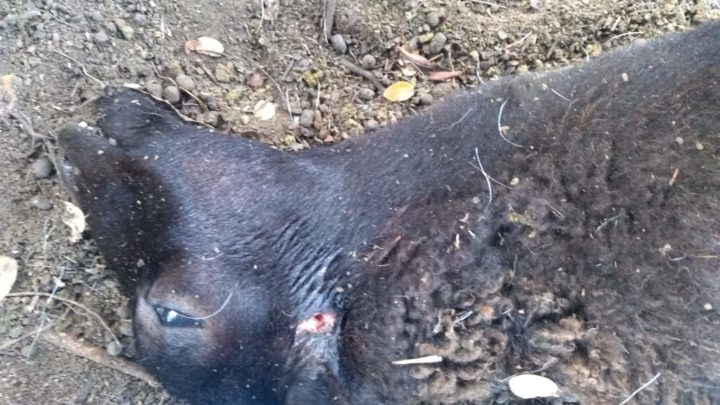 Hay alerta por muerte de caprinos en García Rovira ¿un chupacabras? ¿pumas? (fotos)